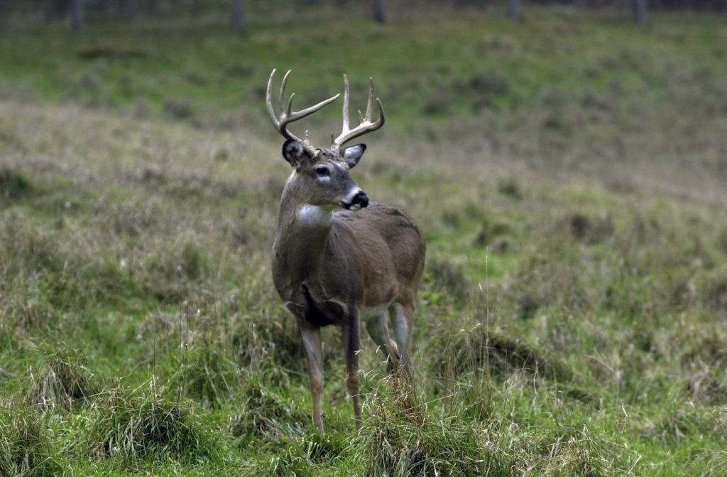 Colorado woman attacked, gored by mule deer outside her front door