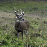 Colorado woman attacked, gored by mule deer outside her front door