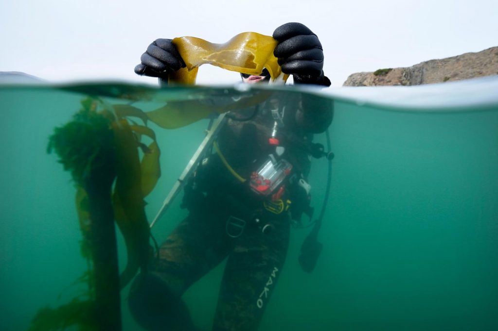 From urchin crushing to lab-grown kelp, efforts to save Northern California’s kelp forests show promise