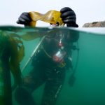 From urchin crushing to lab-grown kelp, efforts to save Northern California’s kelp forests show promise