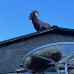 Bighorn sheep in Colorado was single, ready to mingle … and stuck on a roof