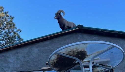 Bighorn sheep in Colorado was single, ready to mingle … and stuck on a roof