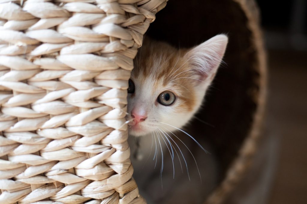 Why have three San Jose outdoor cats suddenly rejected their warm beds?