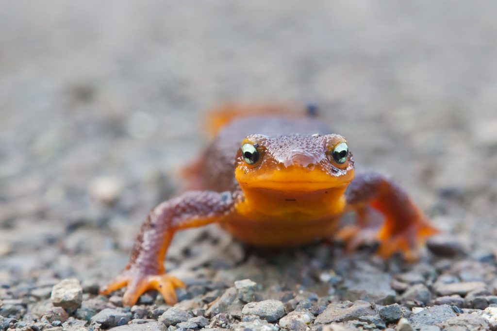 Midpen gets $2.1M state grant to help newts get safely to breeding grounds