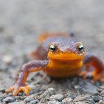 Midpen gets $2.1M state grant to help newts get safely to breeding grounds