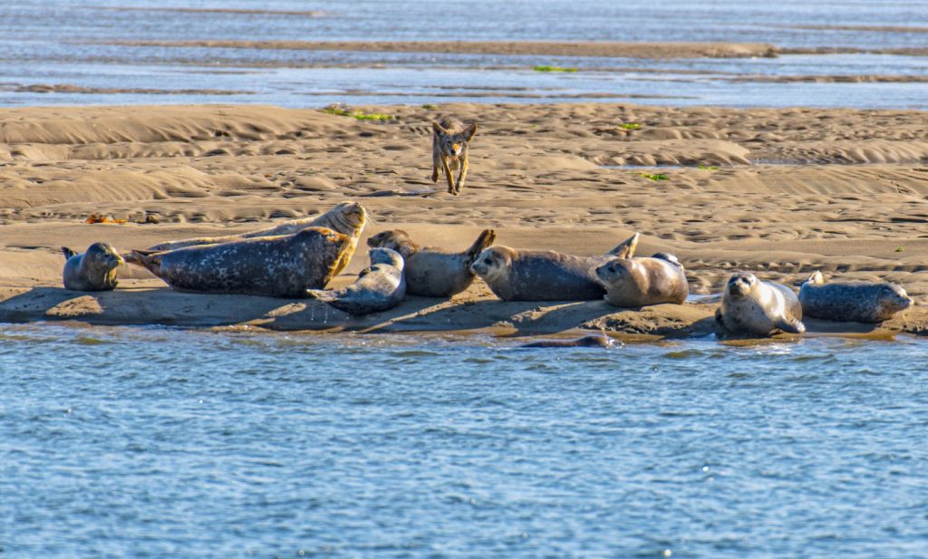 How a series of gruesome seal deaths on the California coast led researchers to a surprise predator