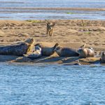 How a series of gruesome seal deaths on the California coast led researchers to a surprise predator