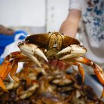 No Christmas crab: California’s commercial Dungeness season delayed again