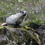 Animal life: Have marmots taken over a Saratoga backyard?