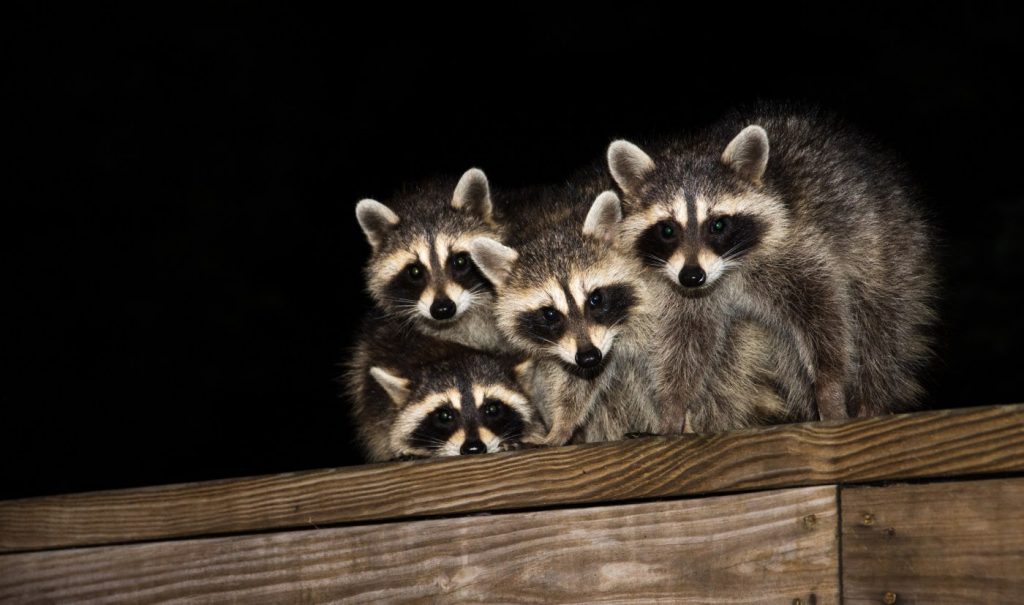 Is covering a Concord lawn with netting the best way to get rid of raccoons?