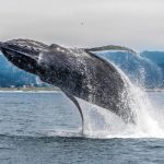 3 awesome whale festivals in spring 2024 to see in Northern California