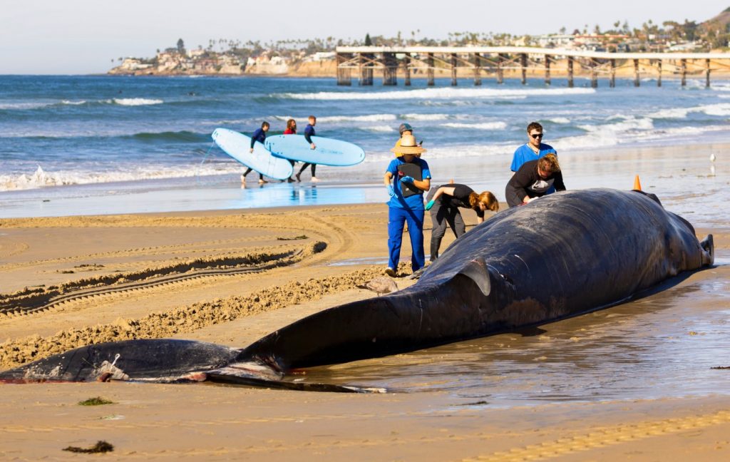 Dead fin whale washes ashore in San Diego