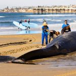 Dead fin whale washes ashore in San Diego