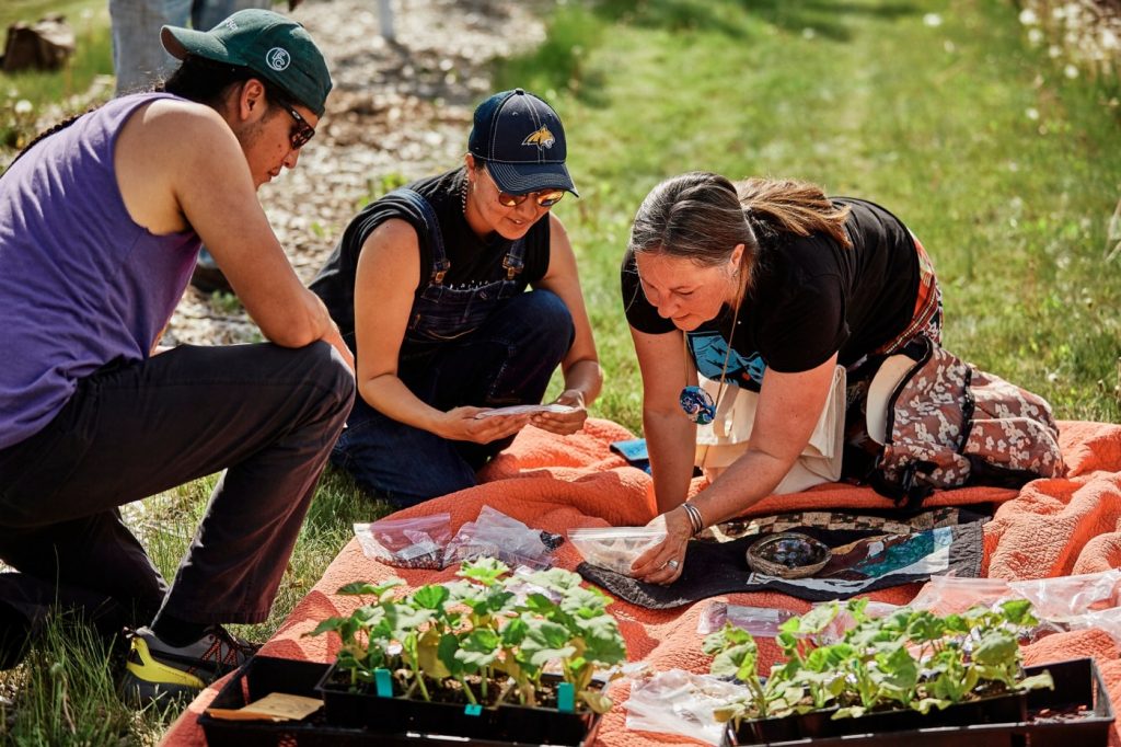 Food sovereignty movement sprouts as bison return to indigenous communities