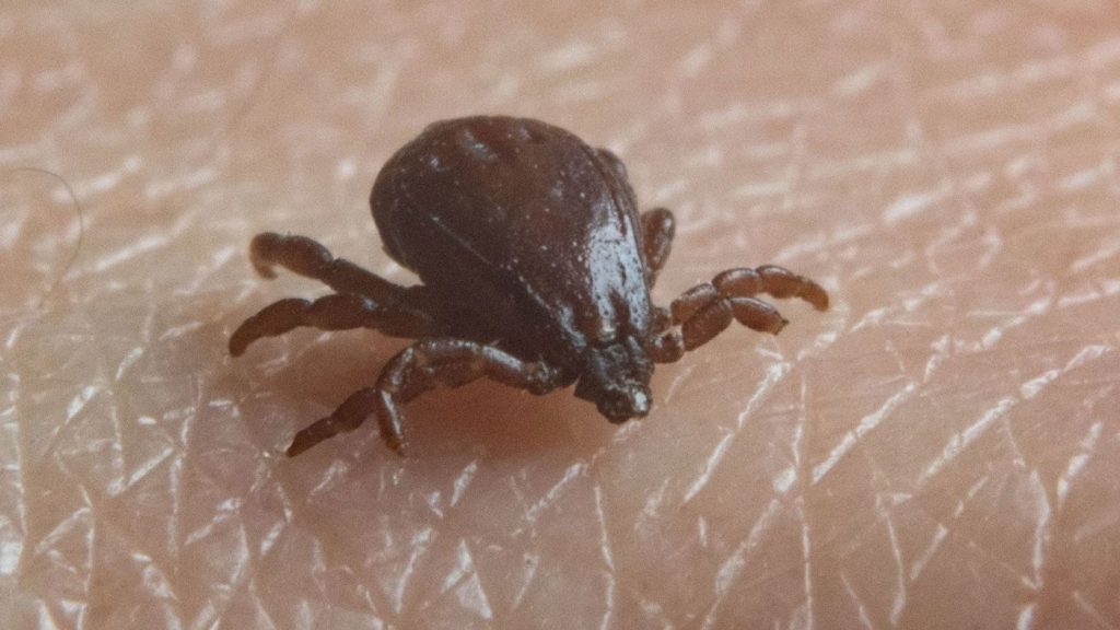 Three dead in outbreak of Rocky Mountain spotted fever, CDC warns