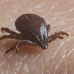 Three dead in outbreak of Rocky Mountain spotted fever, CDC warns