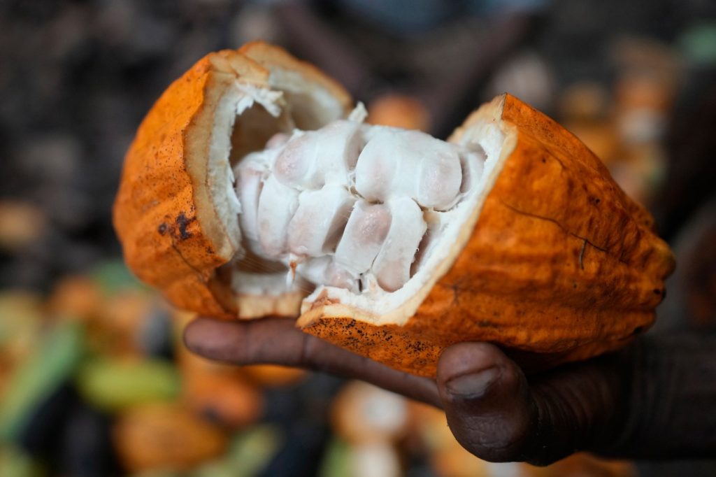 Illegally grown cocoa from Nigeria is entering the supply chain