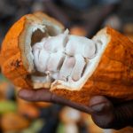 Illegally grown cocoa from Nigeria is entering the supply chain