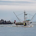 First crab hauls come ashore, but California fishermen frustrated by $3 price point