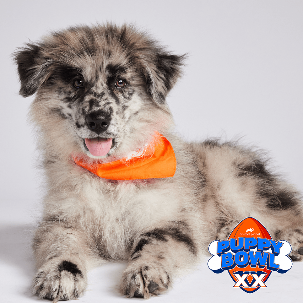 A dog went from being dumped outside a Walmart to this year’s Puppy Bowl