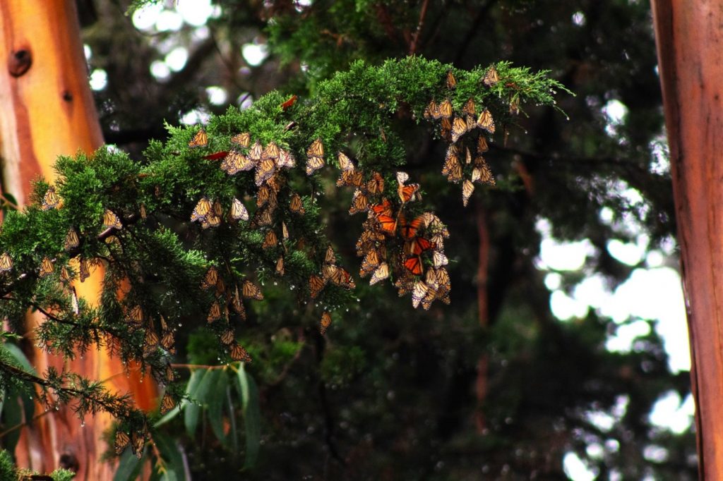 Western Monarch butterfly wintering population is down in California but steady