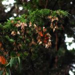 Western Monarch butterfly wintering population is down in California but steady