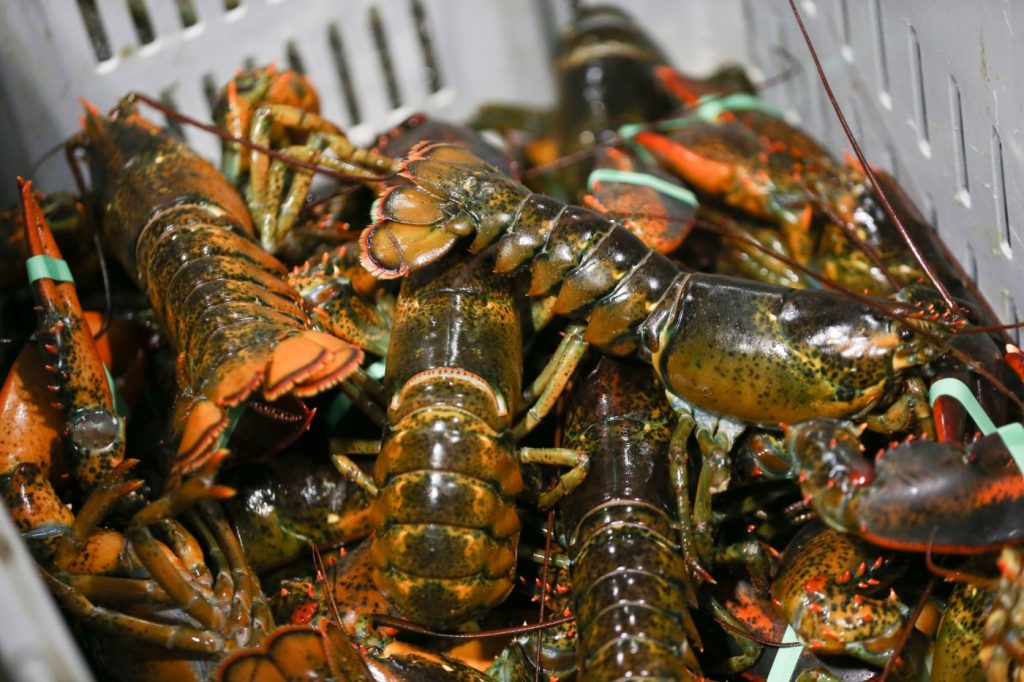 East Coast lobstermen drop lawsuit against Monterey Bay Aquarium for telling people to stop eating lobster