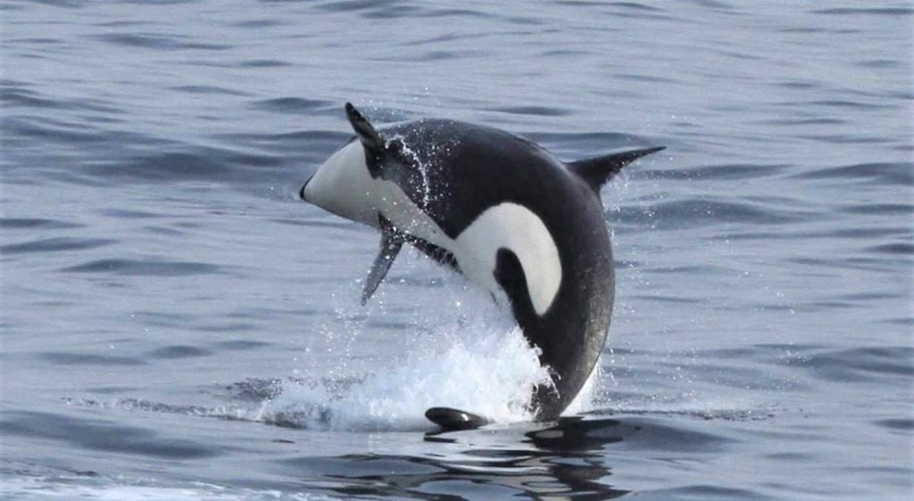 Wildfire smoke is likely poisoning killer whales, study finds