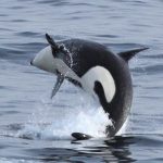 Wildfire smoke is likely poisoning killer whales, study finds