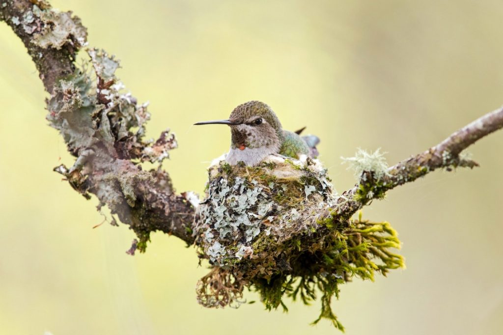 Hummingbirds can be found in Bay Area, even in winter