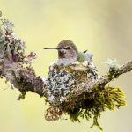 Hummingbirds can be found in Bay Area, even in winter