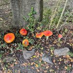 Keep curious snouts away from dangerous mushrooms