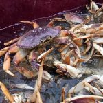 Does California need a state crustacean? Healdsburg Assembly member authors bill to urge Dungeness crabs