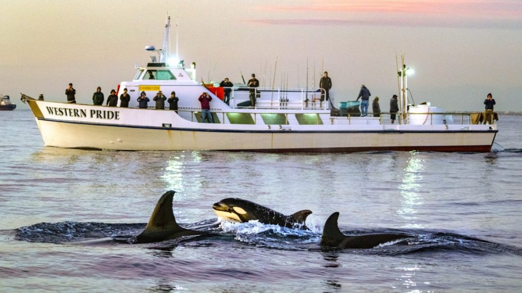 Wanna get up close with a killer whale in the wild? We did and it was a rare experience