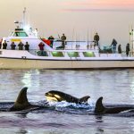 Wanna get up close with a killer whale in the wild? We did and it was a rare experience