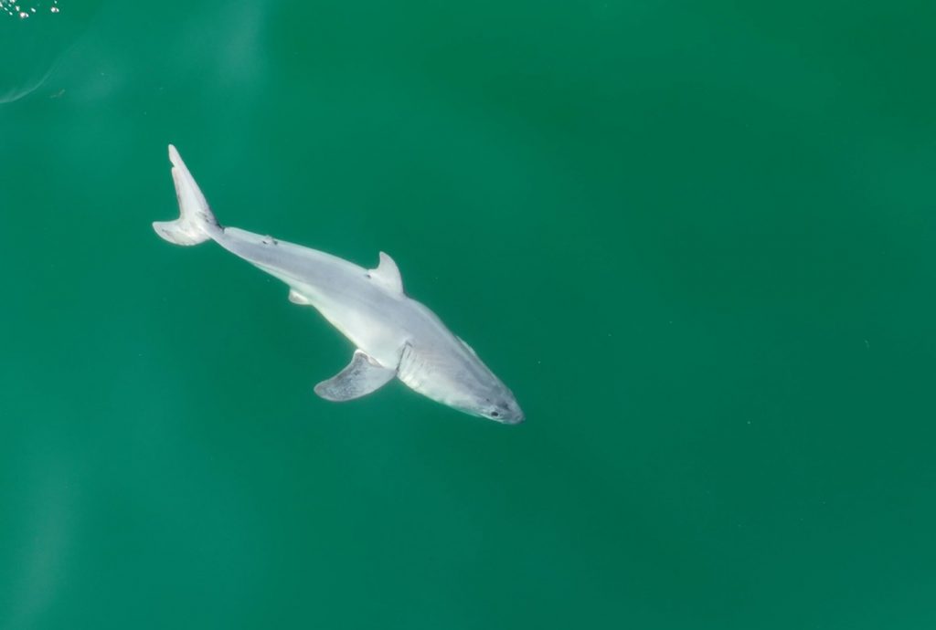 UC student and a California photographer may have first-ever footage of a newborn white shark