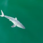 UC student and a California photographer may have first-ever footage of a newborn white shark