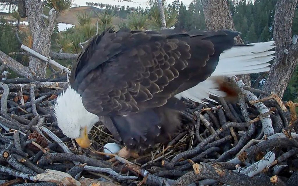 Big Bear’s famous eagles Jackie and Shadow reveal first egg of 2024