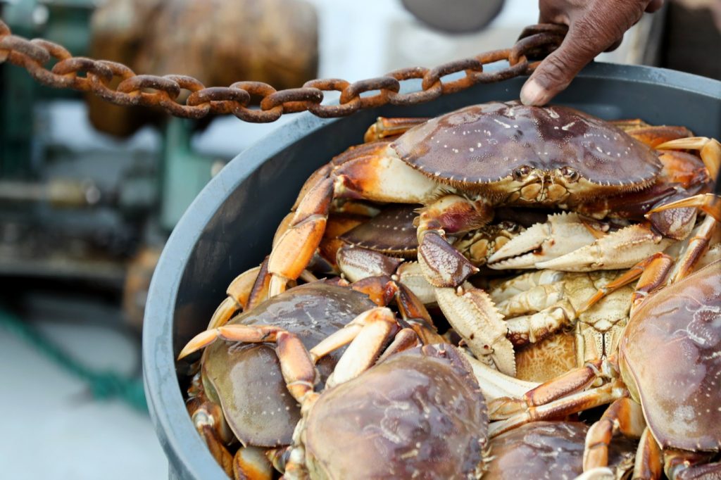 Bay Area’s Dungeness commercial crab season can start officially Jan. 18 — with caveats