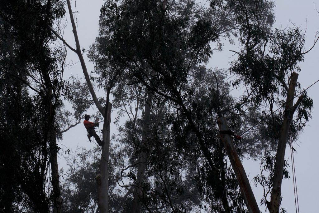 Eucalyptus are one of the state’s most controversial trees. A Monterey Bay reserve may be a model for how to replace them.