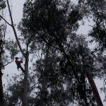 Eucalyptus are one of the state’s most controversial trees. A Monterey Bay reserve may be a model for how to replace them.