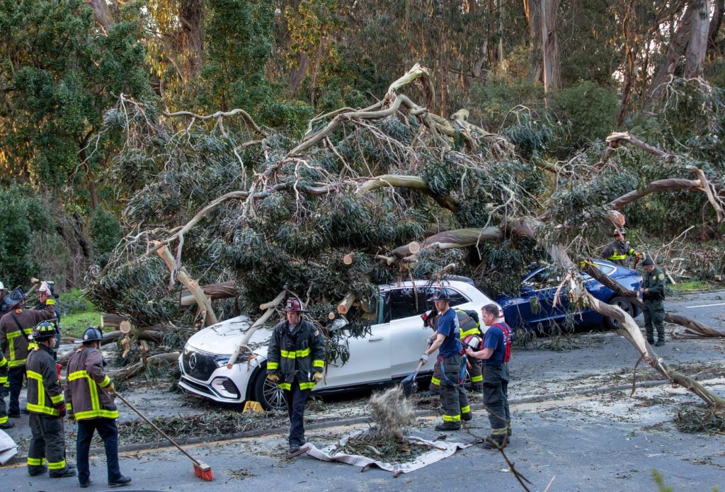 Large tree falls on five cars at Golden Gate Park, injuring two