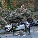 Large tree falls on five cars at Golden Gate Park, injuring two