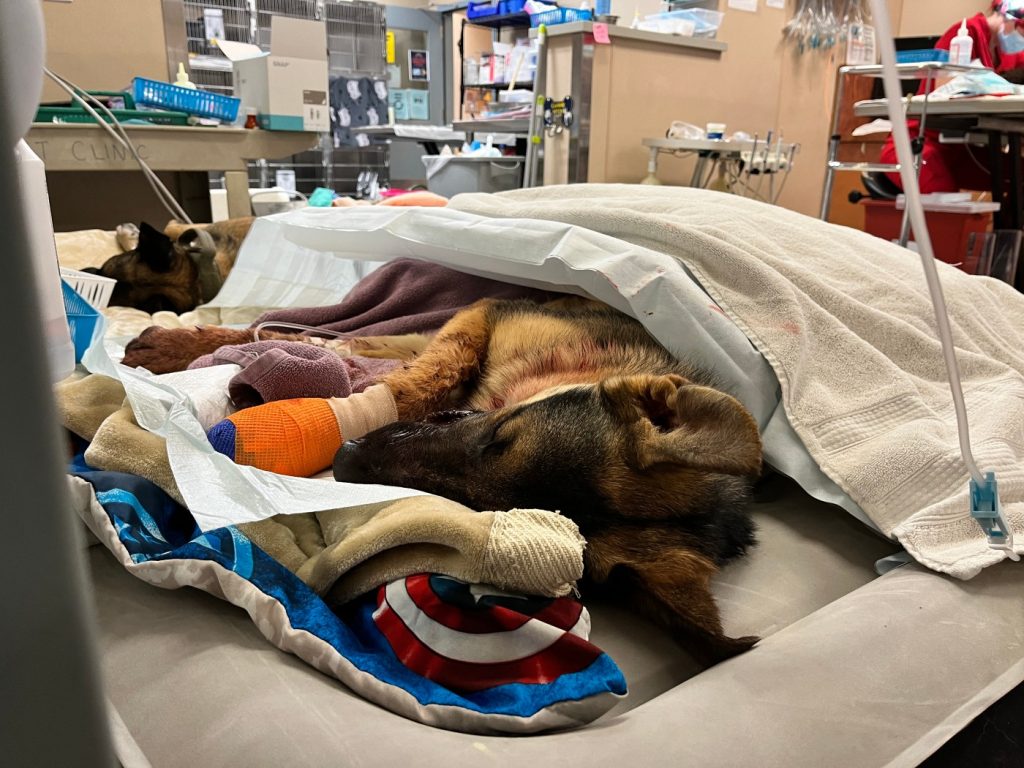 San Jose: Dog recovering from snout injury following mysterious shooting