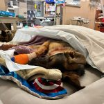 San Jose: Dog recovering from snout injury following mysterious shooting