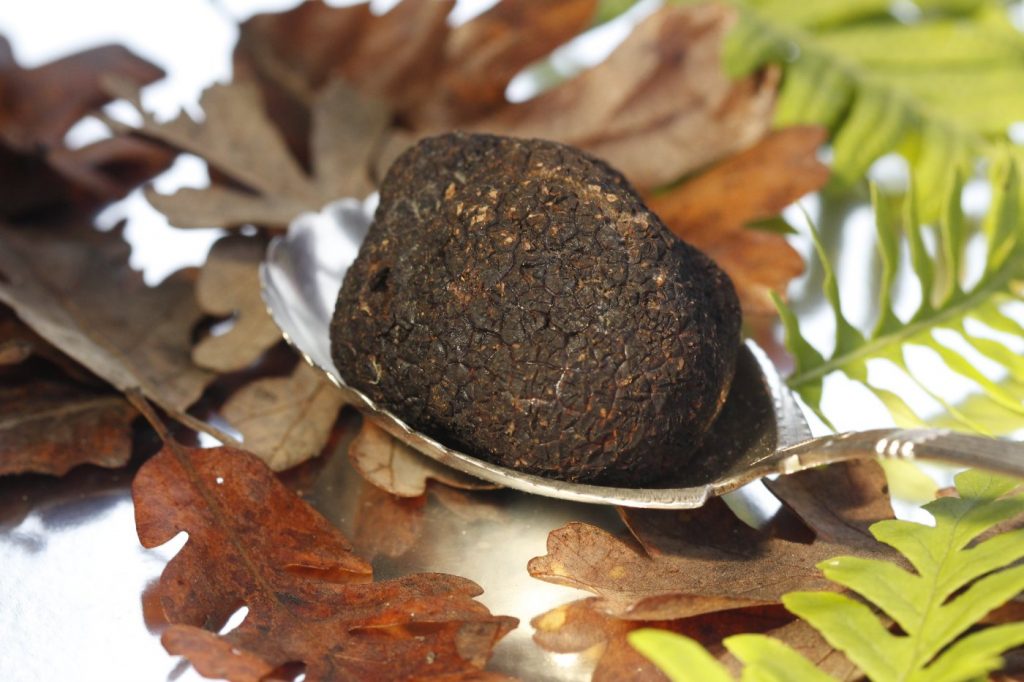 ‘Love at first bite’: Q&A with the American Truffle Company’s Robert Chang