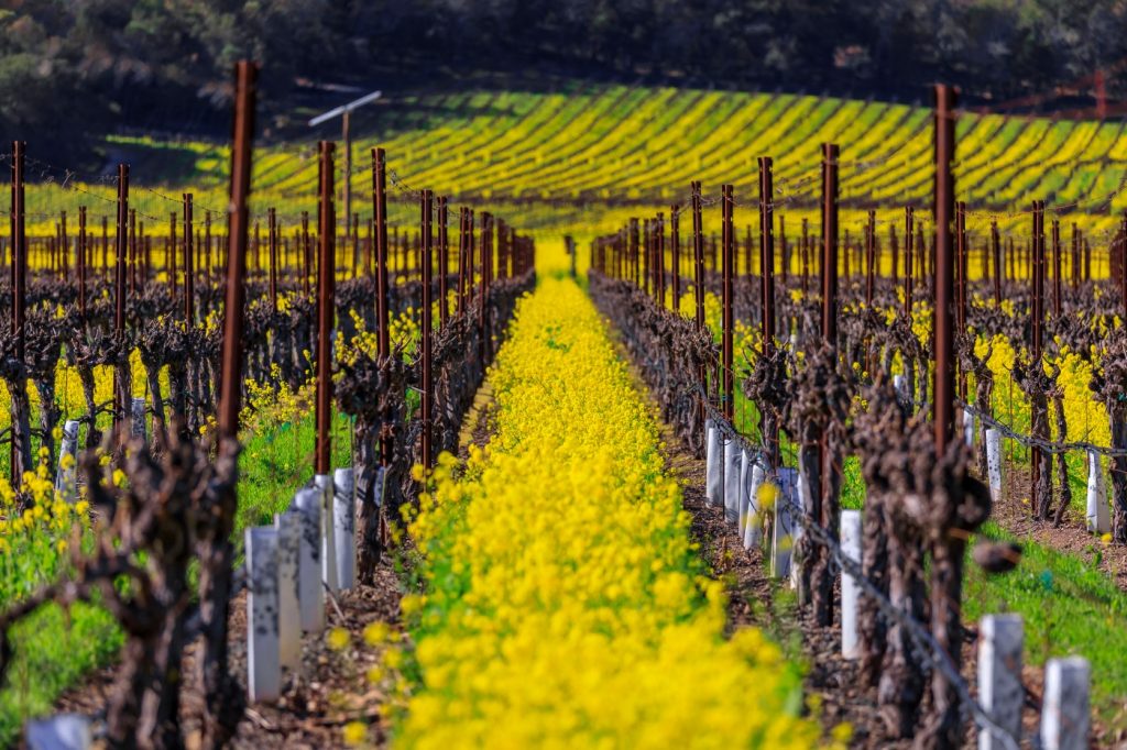 Tripadvisor’s top 10 trending destinations include this Wine Country gem