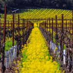 Tripadvisor’s top 10 trending destinations include this Wine Country gem