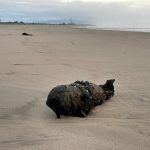 New Year’s Eve bomb a dud on Santa Cruz County beach