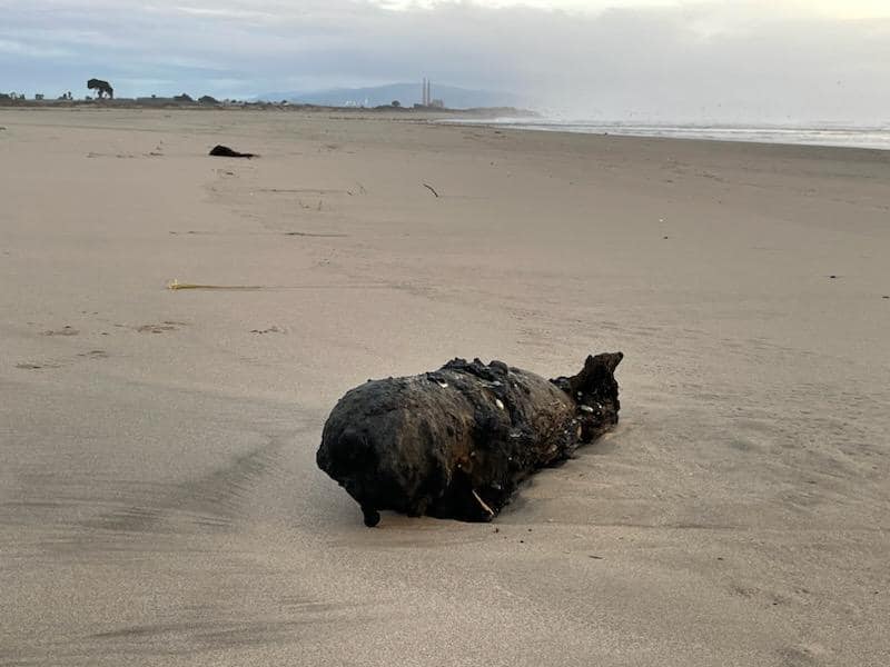 New Year’s Eve bomb a dud on Santa Cruz County beach